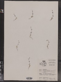 Image of Houstonia micrantha