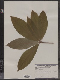 Image of Calocarpum viride