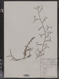 Image of Thesium scandens