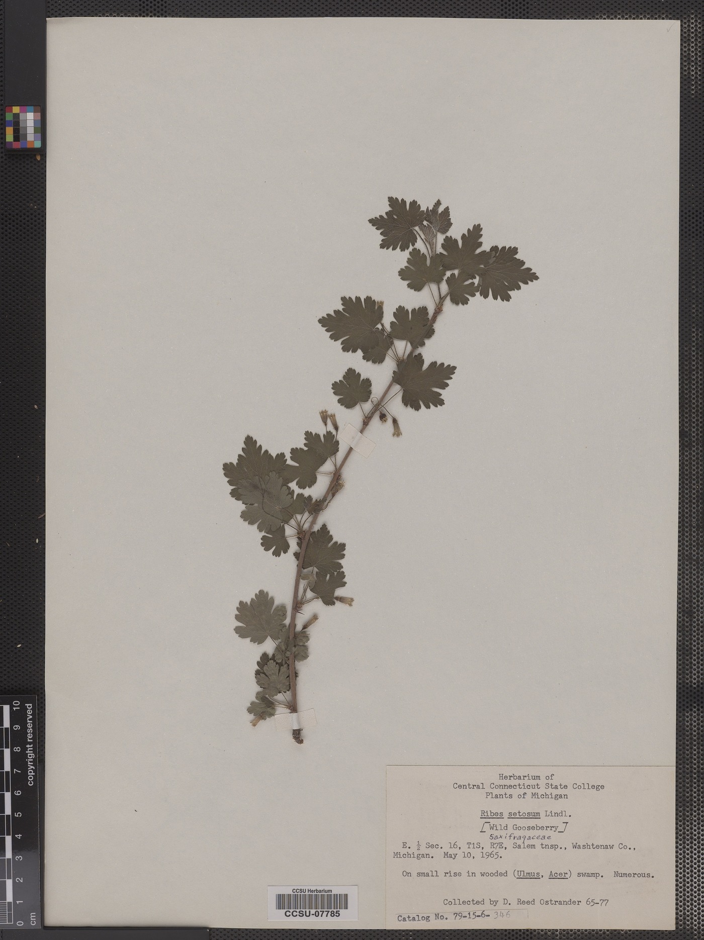 Ribes oxyacanthoides ssp. setosum image