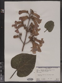 Paulownia tomentosa image