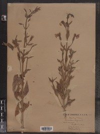 Mimulus ringens image