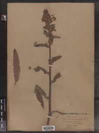 Pedicularis lanceolata image