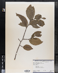 Ulmus rubra image