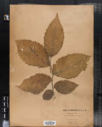 Ulmus americana image