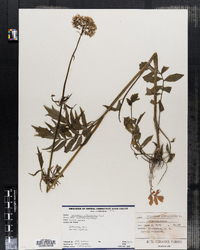 Valeriana officinalis image