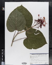 Image of Clerodendrum speciosissimum