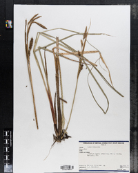 Carex lacustris image