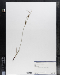 Carex intumescens image