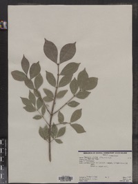 Euonymus alatus image