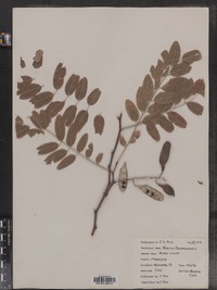 Robinia pseudoacacia image