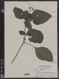 Eranthemum pulchellum image