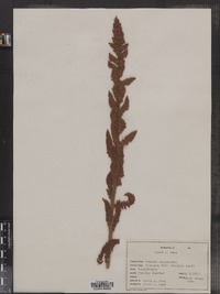 Osmunda cinnamomea image