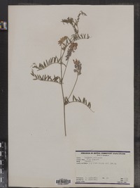 Lupinus perennis image