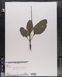 Plantago major image