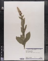 Verbascum thapsus image