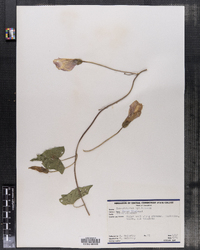 Calystegia spithamaea ssp. spithamaea image