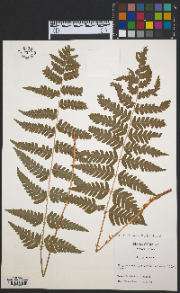 Dryopteris clintoniana image