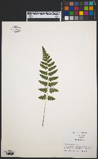 Dryopteris cristata image