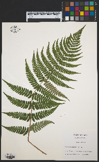 Dryopteris marginalis image