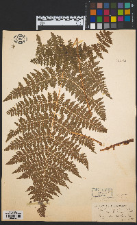 Dryopteris campyloptera image