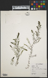 Ceratophyllum demersum image