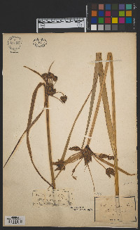 Schoenoplectus fluviatilis image
