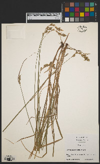 Carex argyrantha image