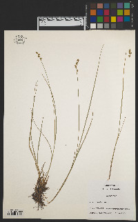 Carex echinata image