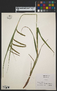 Carex gynandra image