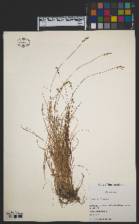 Carex lachenalii image