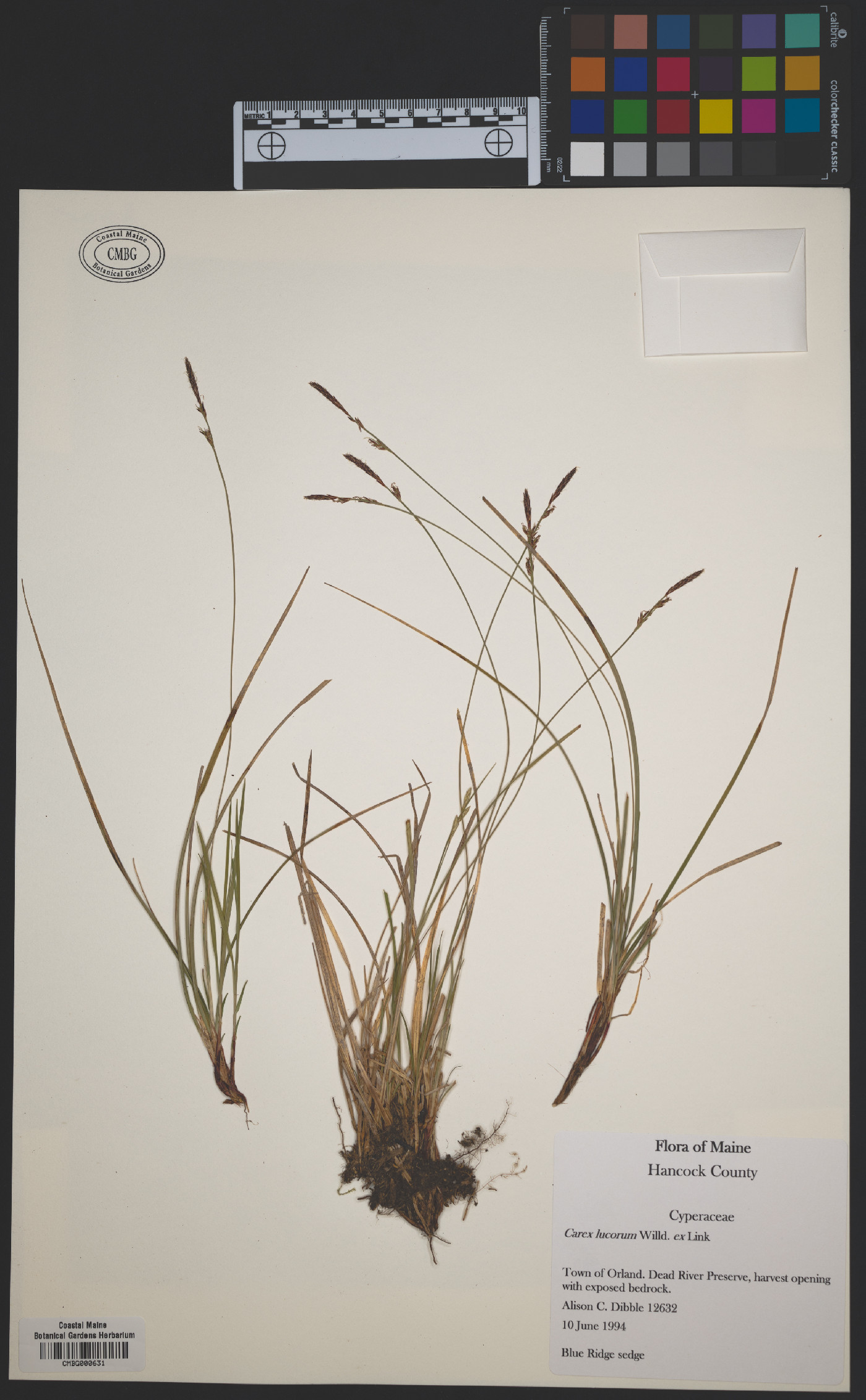 Carex lucorum image