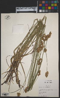 Carex merritt-fernaldii image