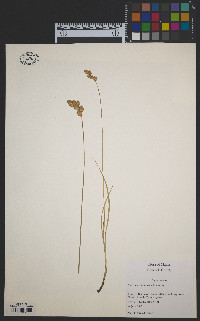 Carex merritt-fernaldii image