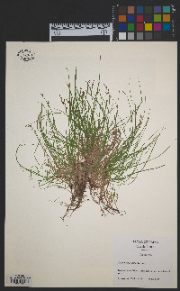 Carex novae-angliae image