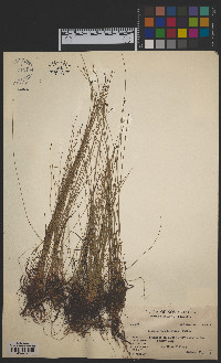 Eleocharis elliptica image