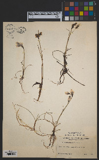 Eriophorum angustifolium subsp. angustifolium image