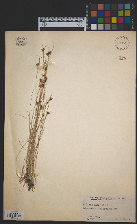 Rhynchospora fusca image