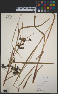 Scirpus microcarpus image