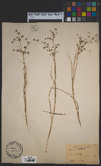 Juncus articulatus image