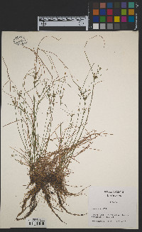 Juncus tenuis image