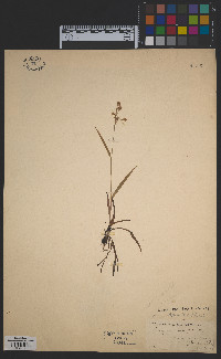 Luzula multiflora image