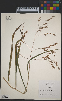 Bromus latiglumis image