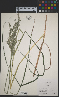 Calamagrostis canadensis image