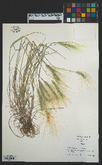 Hordeum jubatum subsp. jubatum image