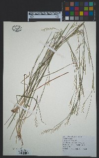 Schizachyrium scoparium image