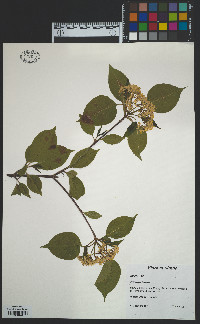 Viburnum lentago image