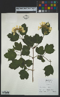 Viburnum opulus subsp. opulus image
