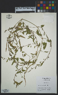 Atriplex prostrata image