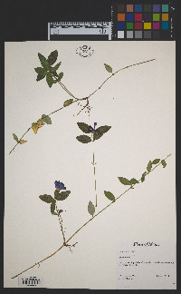 Vinca minor image